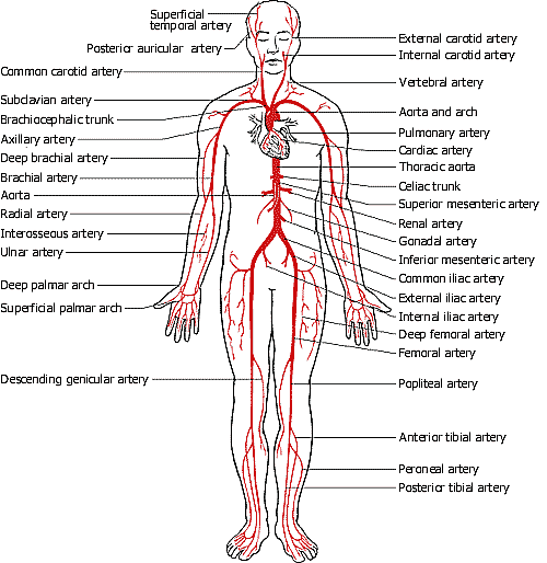 chakra yoga - circulatory system arterial