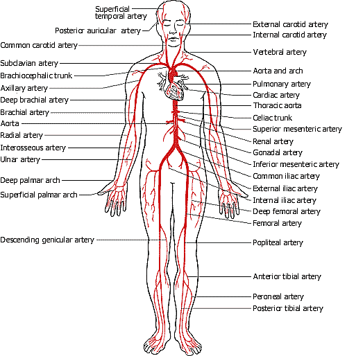 circulatory system diagram. circulatory system diagram