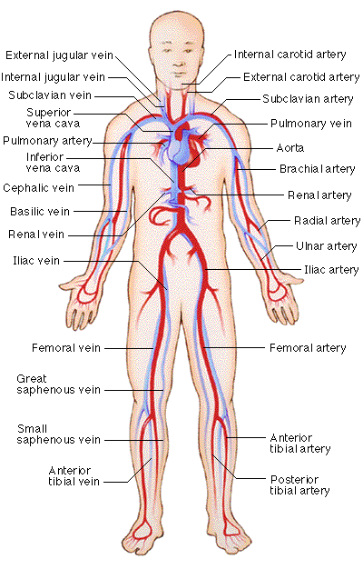 chakra yoga - circulatory system