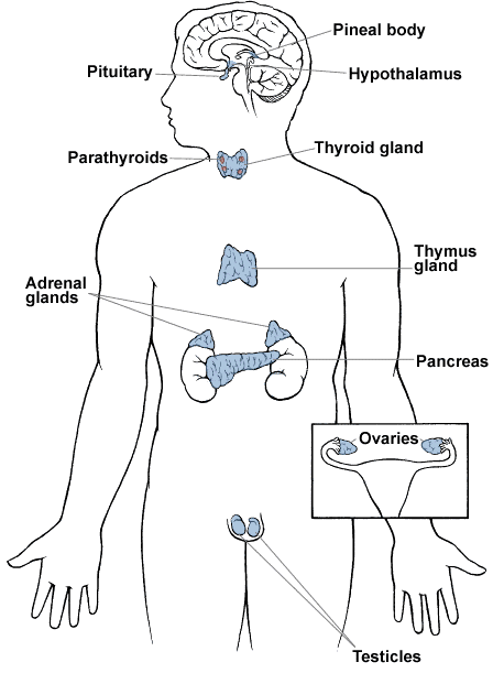 organs in human body. chakra yoga - the human