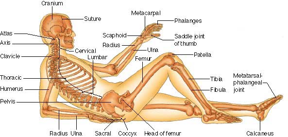 chakra yoga - human skeletal system - side view