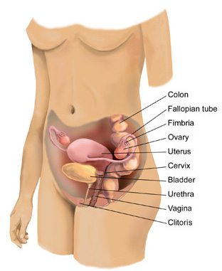 female biology