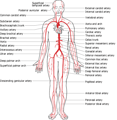 ody#39;s main artery--the arteries of body. ody#39;s main artery--the