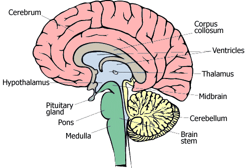 hypothalamus and pituitary gland. and the pituitary gland