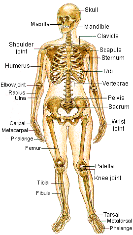 human anatomy skeleton. The male and female skeletons