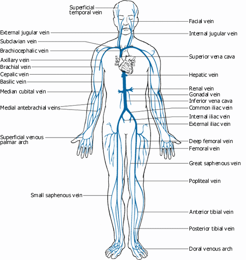 the circulatory system pictures. The Circulatory System; Venous