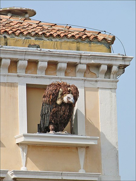 File:"Waiting" (Palazzo Grassi, Venise) (6159437877).jpg