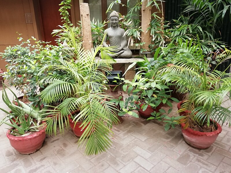 File:A Buddha statue between plants, India (2018).jpg