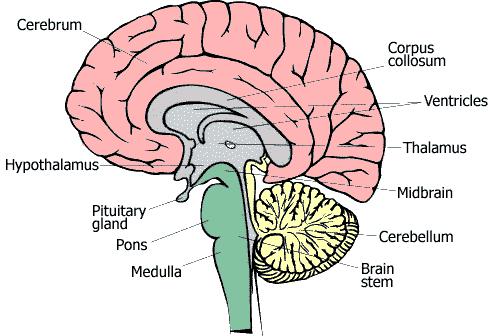 Chakra yoga - brain lobes - side view