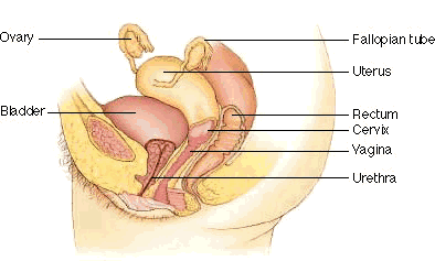 chakra yoga - human female reproductive system