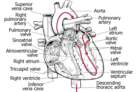 chakra yoga - human physical heart