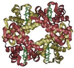 A schematic of hemoglobin. The ribbon parts represent the protein globin; the four green parts are the heme groups.