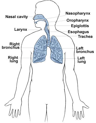 human respiratory system