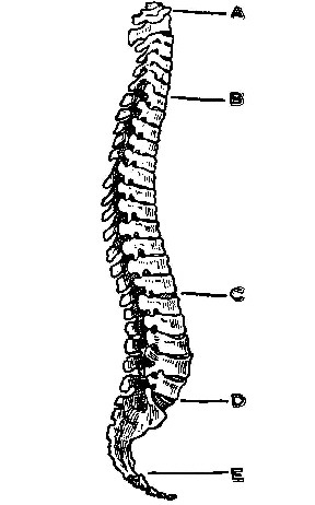 spinal.jpg