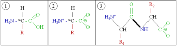 Generic amino acids (1) in neutral form, (2) as they exist physiologically, and (3) joined together as a dipeptide.