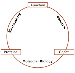 Schematic relationship between biochemistry, genetics and molecular biology