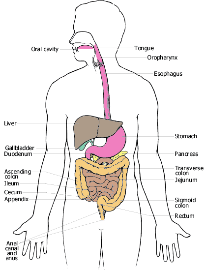 chakra yoga - digestive system