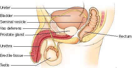 chakra yoga - human male reproductive system