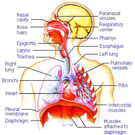 chakra yoga - human respiratory system