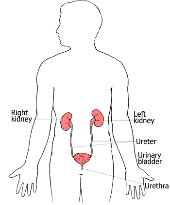 chakra yoga - the human urinary system