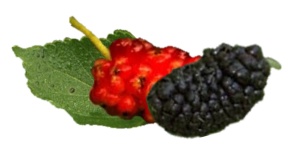 Mulberries - nutritional information