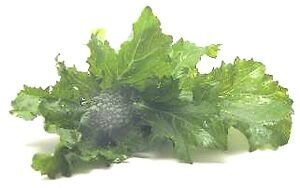 Rapini nutritional information